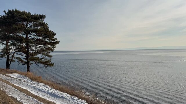 Video of coast of Baikal Lake during freeze-up on cold windy December. View of snowy beach with pine trees on coast on sunny frosty morning. Changing seasons. Beautiful seascape. Natural background