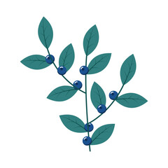 Blueberries. Winter plant. Winter branches and leaves. Winter floral elements. Holiday decoration. Vector illustration