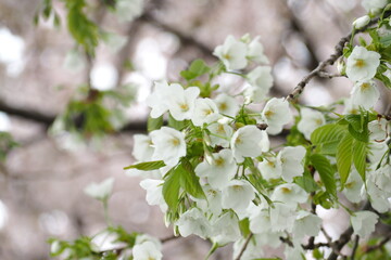 Obraz premium 植物 春の花