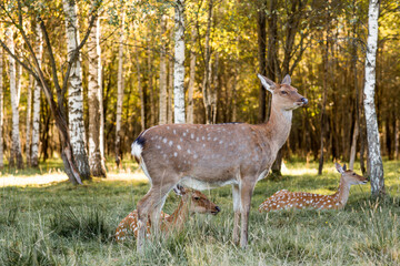 Love for animals. Deer in their natural habitat, in the forest on a private eco-farm. Animal husbandry. Portrait.