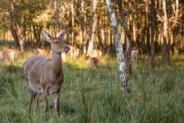 Love for animals. Deer in their natural habitat, in the forest on a private eco-farm. Animal husbandry. Portrait.