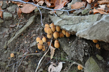 mushrooms luminous dung beetle Coprinellus micaceus mica cap glossy ink cluster flora forest autumn nature macro