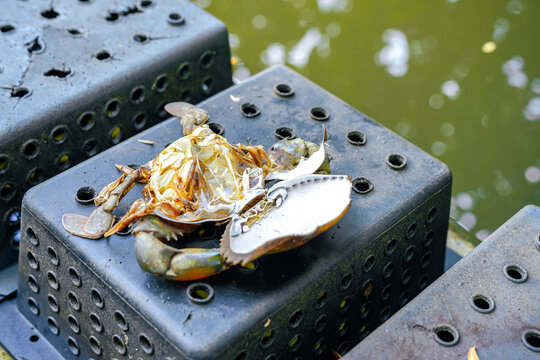 Natural empty crab shell molt on black plastic cage background. Detailed discarded exoskeleton of a mud crab, perfect for marine biology or seafood industry concepts. High resolution