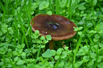 The bitter mushroom, a member of the genus Lactarius and the family Russulaceae is edible flora...