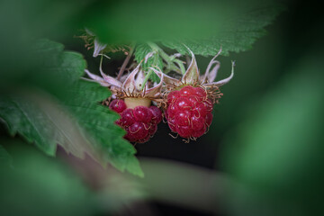Wild strawberries among green leaves. Soft focus
