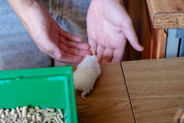 A cute fluffy white dwarf hamster explores a wooden surface under the gentle gaze of human hands, next to its green enclosure. Ideal for themes of pet care, small animals, and domestic life.