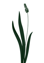 Dark green plant with long pointed leaves and a tall blooming stem on white background