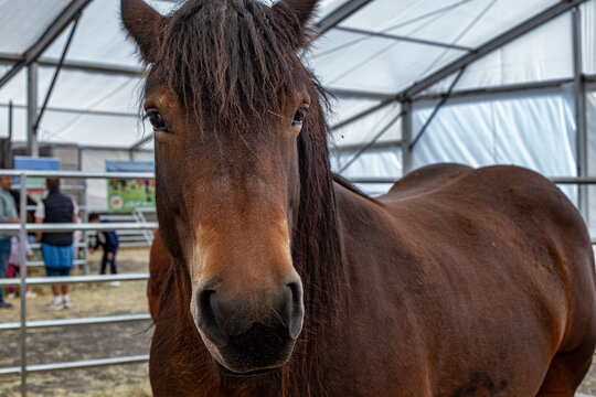 Brown horse looking at camera during livestock fair - Powered by Adobe