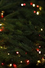 Spruce tree with Christmas lights as background, selective focus. Bokeh effect