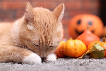 Halloween celebration. Cute cat, pumpkins and autumn leaves on rug indoors