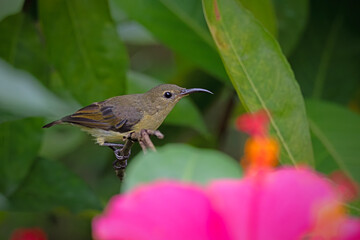 a purple-throated sunbird, stands on a branch