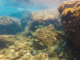 A school of fish swims among algae-covered rocks on the seabed in clear blue water with sunlight.