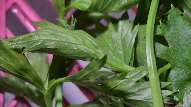 Celery leaves are known locally in Indonesia as "daun sup" (soup leaves). Celery has a distinctive fresh aroma and a milder flavor than parsley.