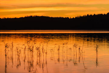 Silhouette of reeds at lake Lilla Delsjön during sunset outside Gothenburg with vibrant orange and yellow sky