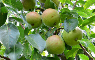 a close up of Green Pears Ripening on a Tree Branch
