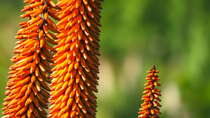 Close-up of Aloe inflorescences. These orange flowers are packed with nectar which attract a variety of animals (sunbirds, insectivorous birds, bees, insects, monkeys and baboons).