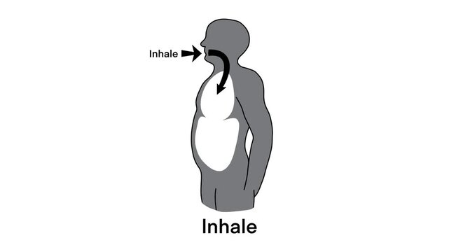 motion of biology, diaphragm breathing technique. The first figure illustrates inhalation with the belly expanding, and the second shows exhalation with the belly contracting upward