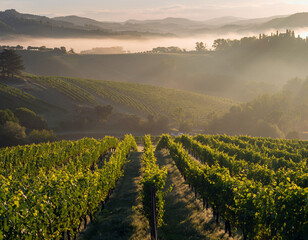 Lush green rows of grapevines in a sunlit vineyard.