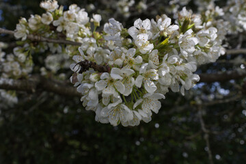 white cherry flowers