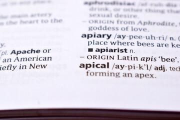 Obraz premium English Dictionary Page Close Up With the Word Of -apical