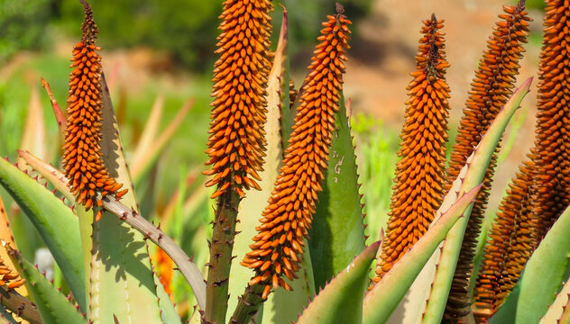 Close-up of aloe (Aloe ferox).