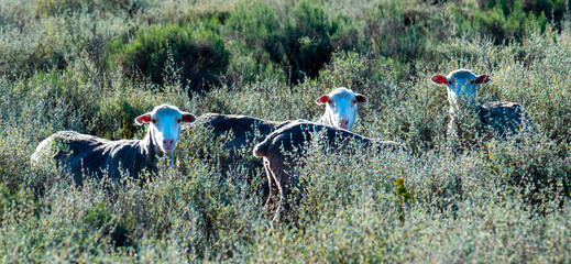 Merino sheep feeding in fynbos near Uniondale.