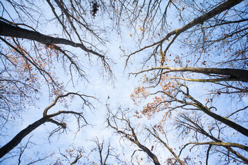 Low-angle view of tall autumn oak trees with golden leaves and sun rays shining through branches on a bright morning, evoking calm, warmth, and connection with peaceful nature.