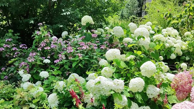 Close up of bigleaf hydrangea in full bloom. A gentle breeze moves the flowers and leaves highlighting their texture shape and rich green color.