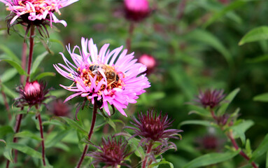 A bee sits on a pink aster flower in the garden on an autumn day. Plant pollination - color horizontal photo with space for text, close-up