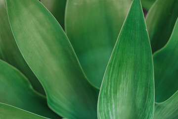 Close-up view of vibrant green leaves showcasing nature's beauty in a garden setting on a sunny day