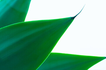 Close-up view of vibrant green plant leaves showcasing natural beauty and texture in bright light