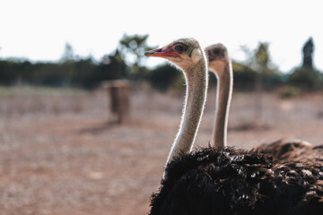Two Ostriches Stand Close Together
