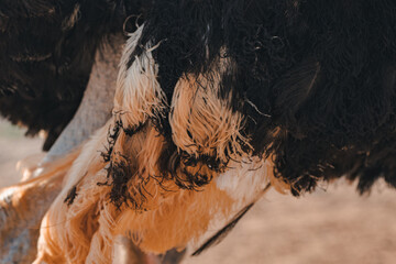 Close-up view of an ostrich's feathers revealing unique texture and colors during a sunny day in the savanna