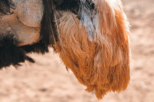 Soft, colorful feathers of an ostrich in a sunlit desert environment during midday