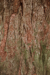 Detailed view of a textured tree trunk showcasing natural patterns and earthy colors in a serene outdoor setting