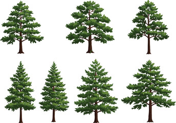 Conifer tree illustration set, evergreen forest vector, pine and spruce design, nature clipart collection, eco concept, educational graphic, landscape element