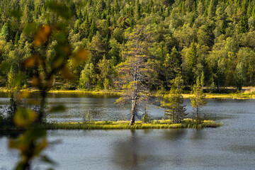 Lake peninsula green trees. Pure nature in Sweden, Scandinavia.