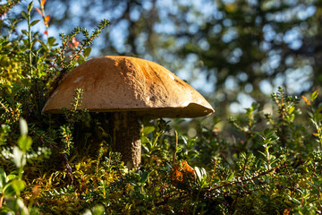 Edible wild mushroom Leccinum versipelle growing in green moss near birch trees in Sweden