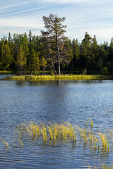 Lake peninsula green trees grassy shore. Pure nature in Sweden, Scandinavia.