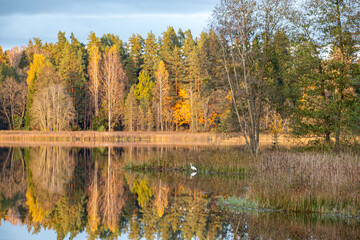 landscape with colorful trees in the city park, bright colors, reflections in the park pond, evening twilight, fall