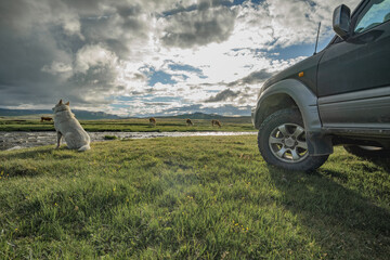 An off-road vehicle with all-terrain tires is parked on a green meadow by a clear river during golden hour. A white dog sits nearby, with grazing cows and distant mountains.