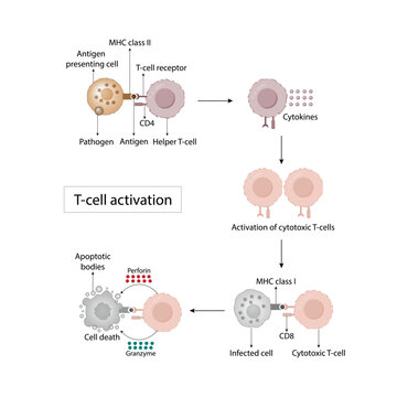 T cell activation diagram, helper T cell and cytotoxic T cell.  Adaptive immune system. Vector illustration.