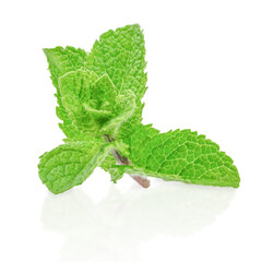 Fresh green mint leaves isolated on white background, aromatic herbal plant with vibrant color and copy space for text, natural ingredient concept for food, drink, or advertising design