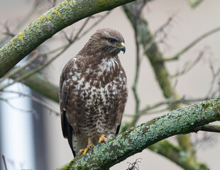 Buzzard with clear Details sitting on a Tree watching for Prey. High quality photo