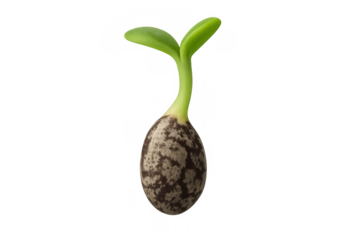 Seedling with small green leaves emerging from a seed husk, depicting the concept of new life, growth, and development