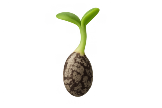 Seedling with small green leaves emerging from a seed husk, depicting the concept of new life, growth, and development