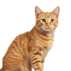 Obraz premium Ginger tabby cat sitting and looking forward with curious expression isolated on transparent background