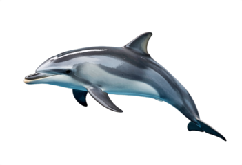 Sleek Striped Dolphin in Mid-Swim with Visible Flipper and Tail