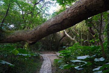 沖縄南城市　斎場御嶽