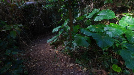 Obraz premium 沖縄南城市 斎場御嶽